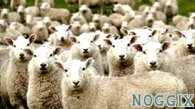 The Importance of Belonging in Organizations